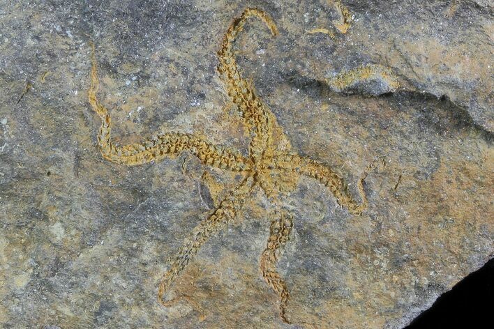 Detailed Ordovician Brittle Star (Ophiura) - Morocco #80246